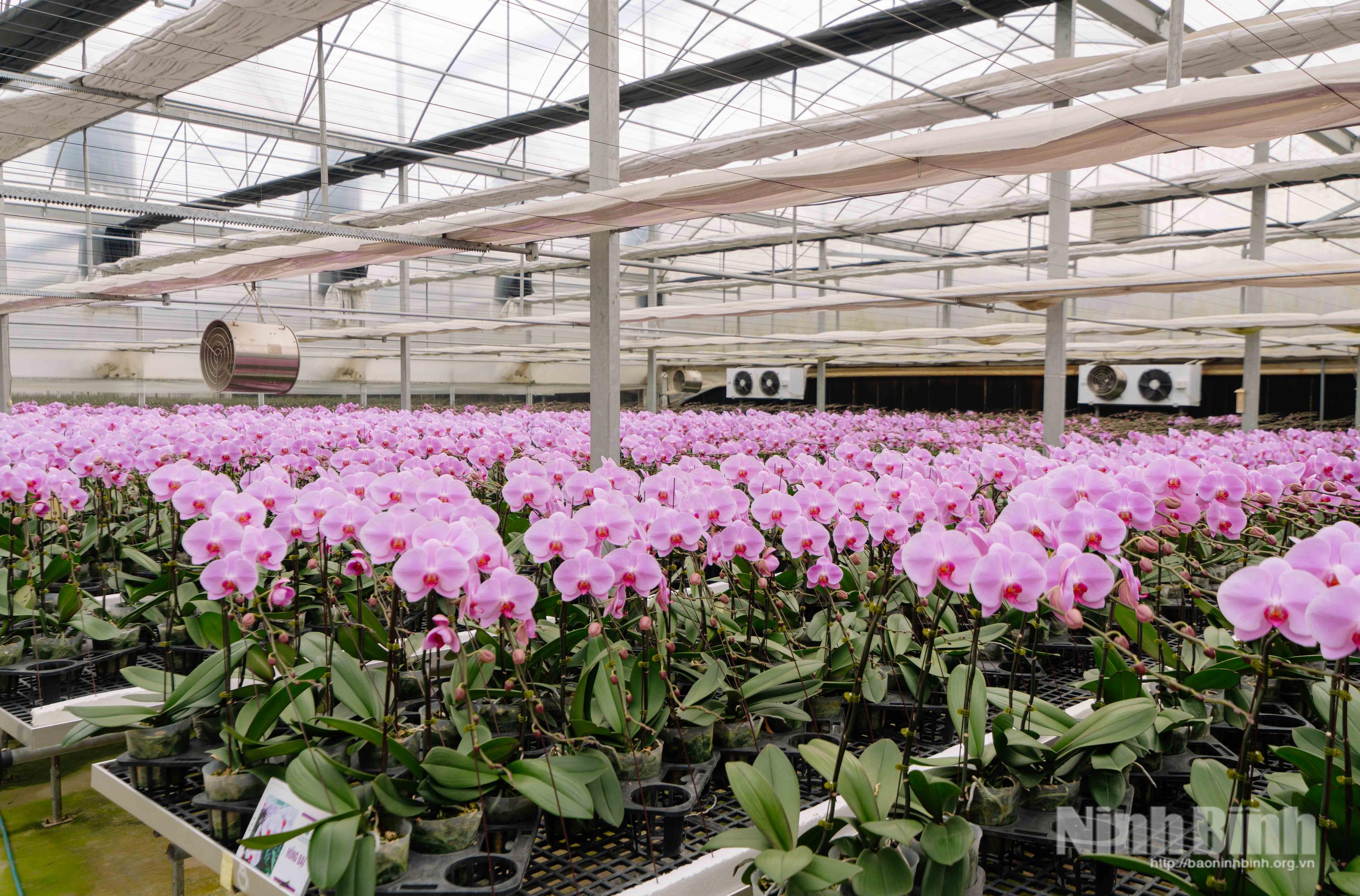 Lan hồ điệp công nghệ cao Phù Vân nhộn nhịp vào vụ Tết