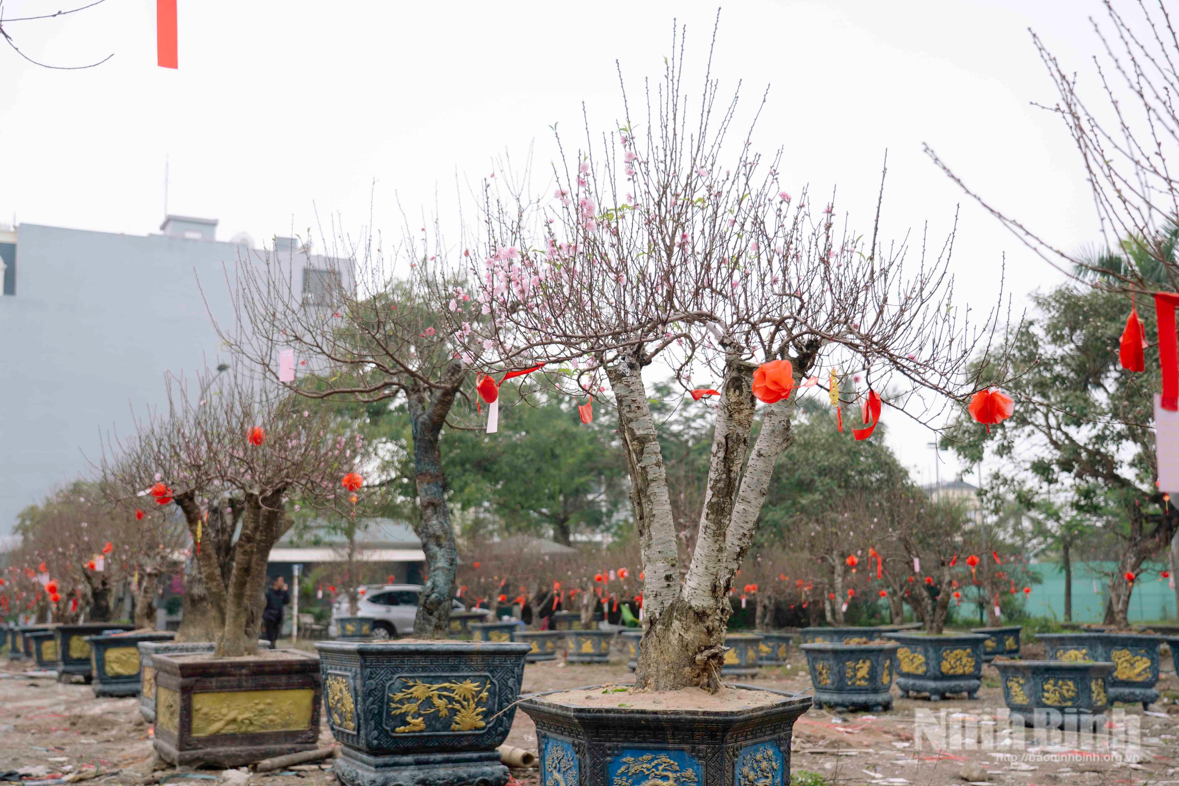 Đào Tết khoe sắc dọc tuyến đường Lê Duẩn (phường Phủ Lý) mang không khí xuân đến sớm với người dân.