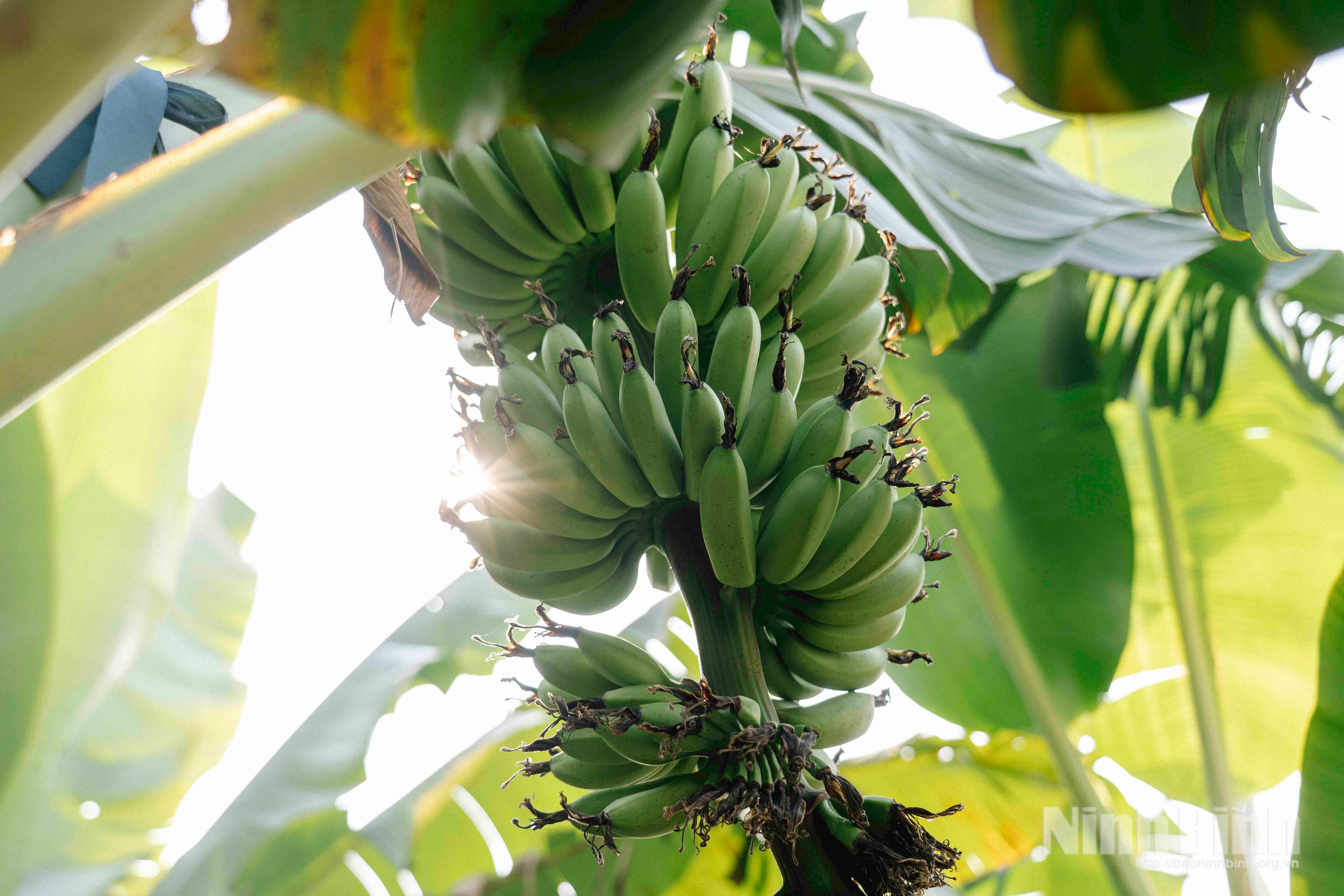 Theo dấu chuối ngự Đại Hoàng - sản vật nhỏ, giá trị lớn