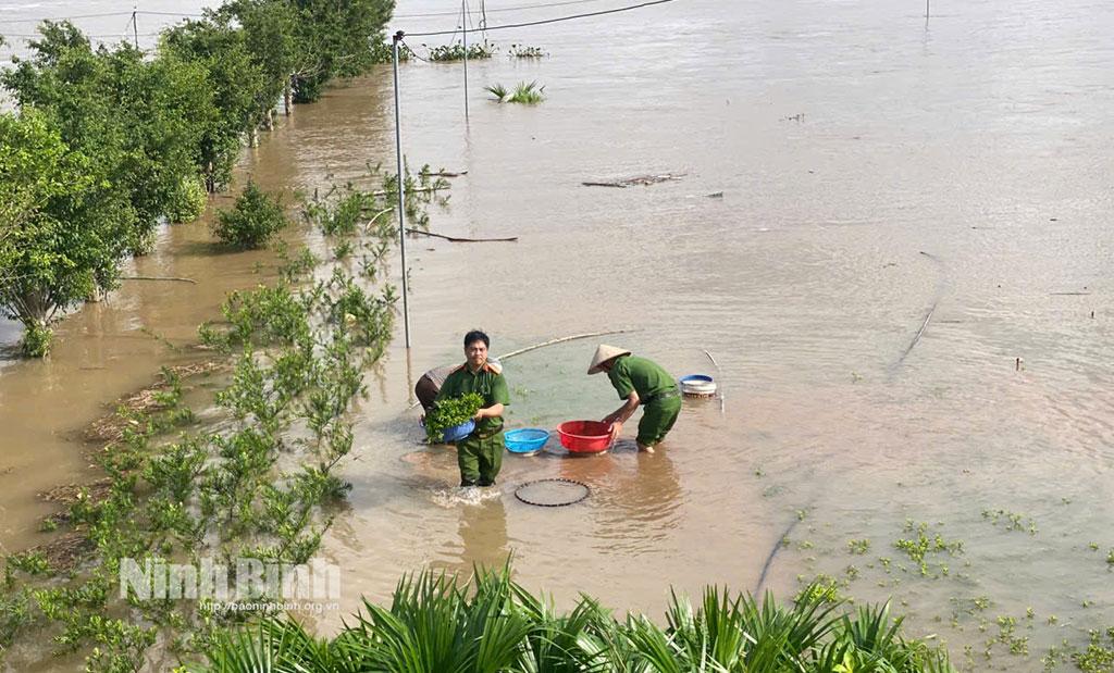Lực lượng công an phường Vị Khê cùng người dân khẩn trương thu hoạch hoa màu bị ngập trong nước lũ.