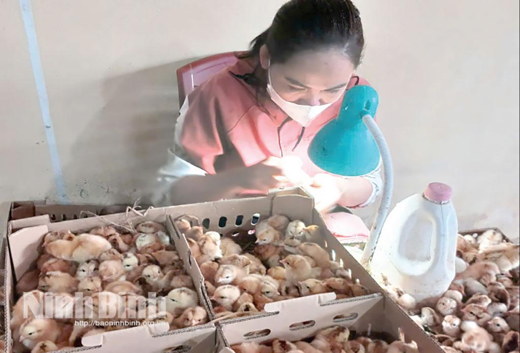 Cơ sở của anh Nguyễn Văn Quỳnh (xã Vĩnh Trụ) đang tách gà giống trống, mái để xuất bán cho người chăn nuôi.
