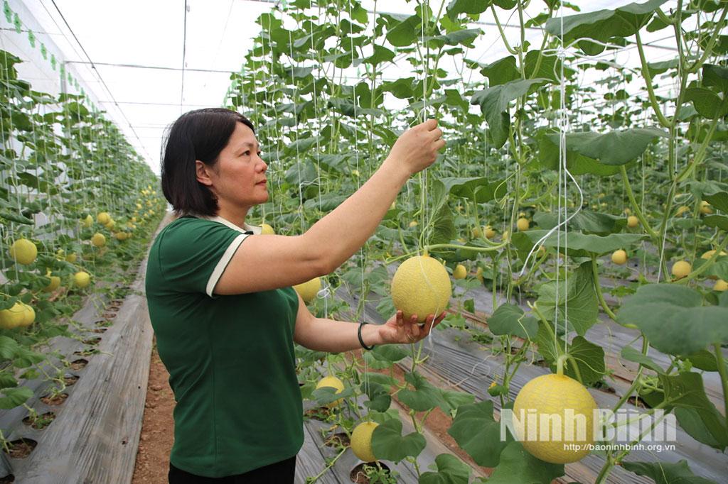 Chăm bón dưa vàng tại trang trại nông nghiệp công nghệ cao Thanh Nga, xã Khánh Thiện.