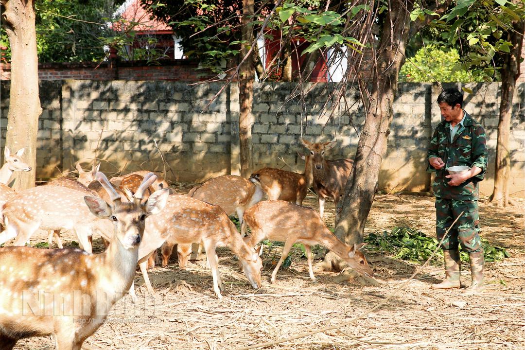 Mô hình nuôi hươu lấy nhung của anh Tống Xuân Minh, thôn 1 xã Phú Long cho hiệu quả kinh tế cao.