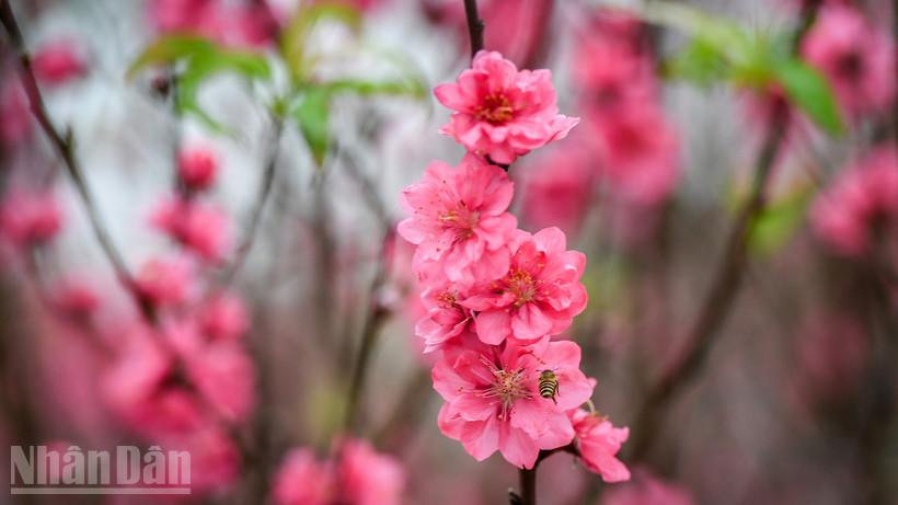 Ảnh: Thành Đạt