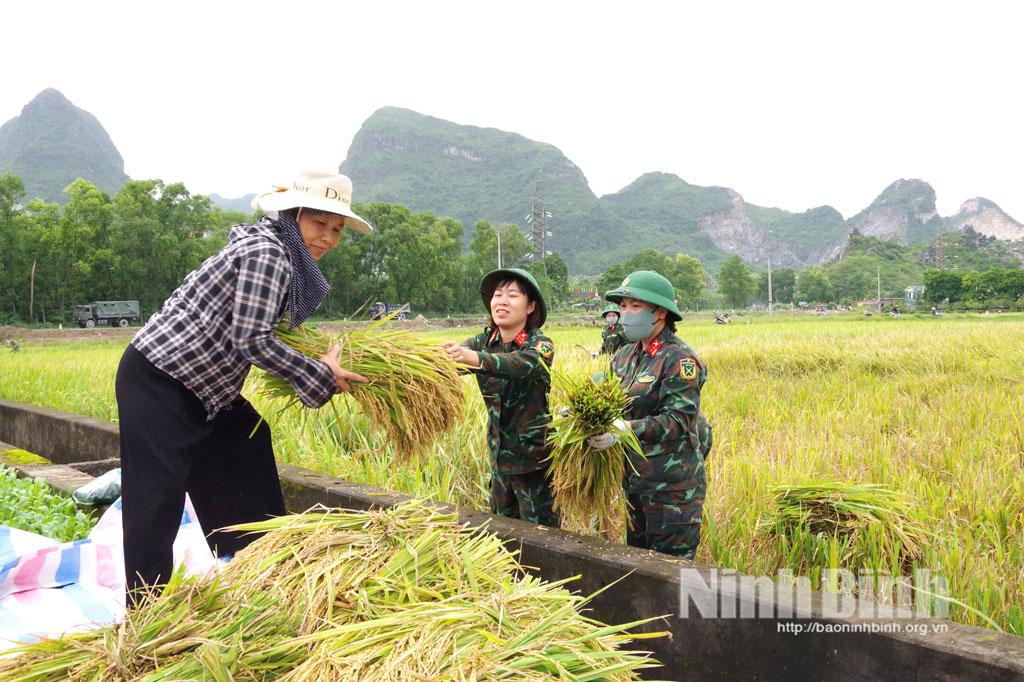 Cán bộ, chiến sĩ Ban Chỉ huy phòng thủ Khu vực 1 - Phù Vân giúp đỡ bà con thu hoạch lúa mùa.