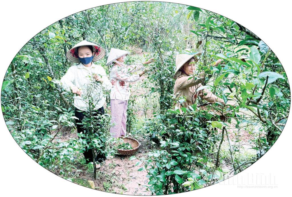 Xã viên Hợp tác xã Thanh niên Bách Cốc, phường Trường Thi thu hoạch trà xanh phục vụ sản xuất giấm mơ trà xanh.