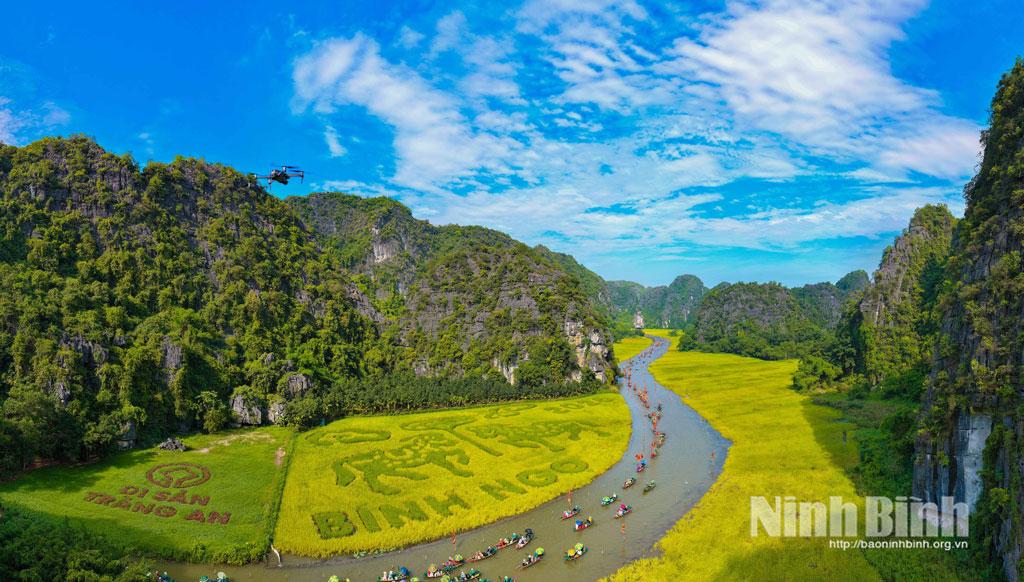 Cánh đồng lúa Tam Cốc vàng rực rỡ trong nắng tháng Năm.