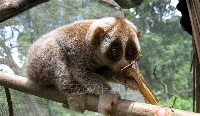 Loài Culi nhỏ. (Ảnh tư liệu: TTXVN phát)