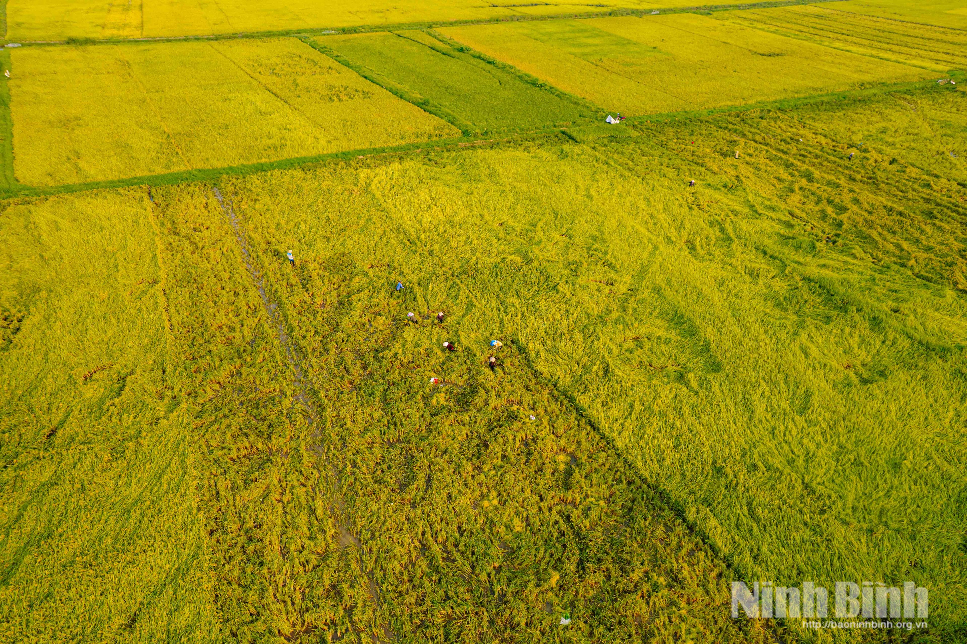 Mùa vàng trên những cánh đồng