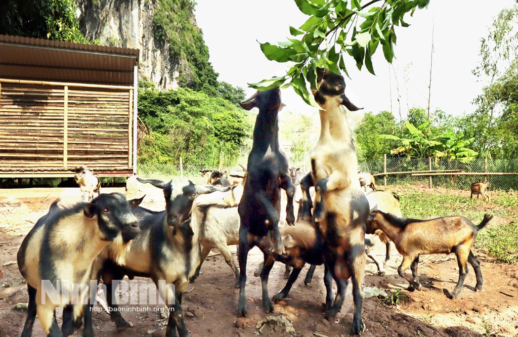 Dê núi - đặc sản nổi tiếng đất cố đô