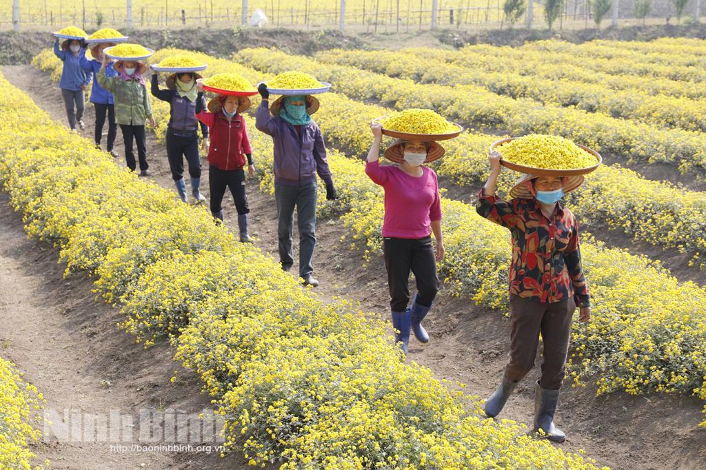 Hoa Cúc chi vào mùa thu hoạch
