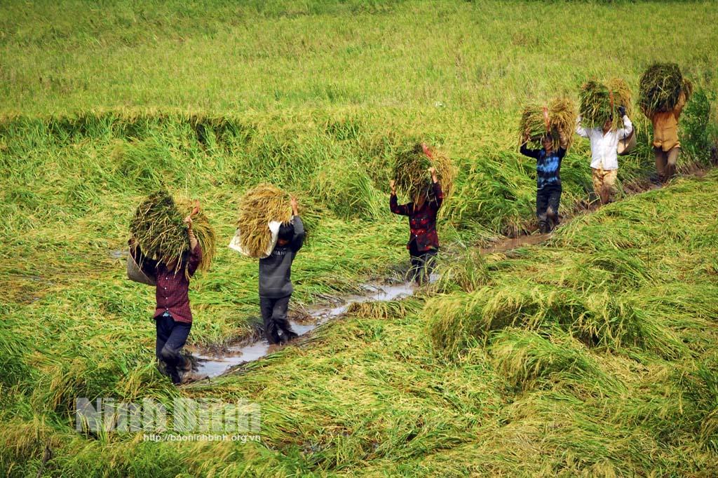 Mùa vàng trên quê hương