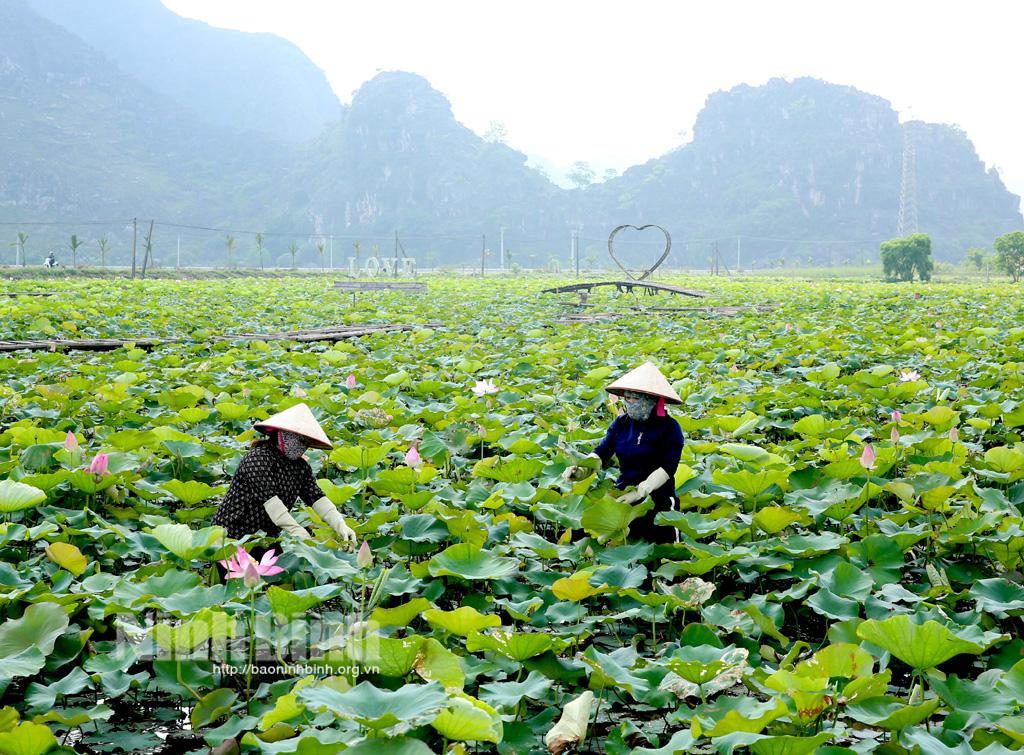 Đầm sen "hút khách" ngày hè