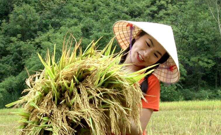 [Video] Mùa vàng ở Tam Cốc