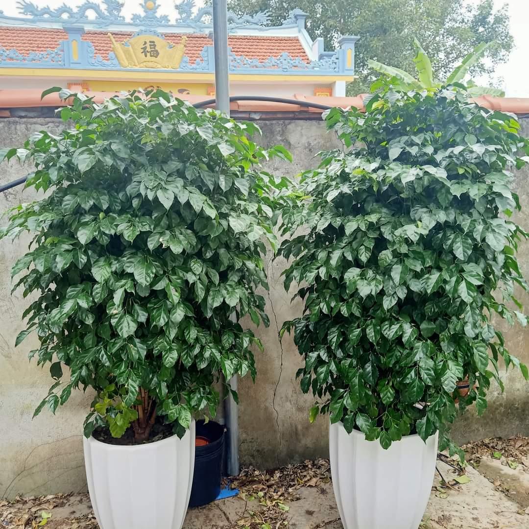 Trồng cây xanh đầu xuân mới