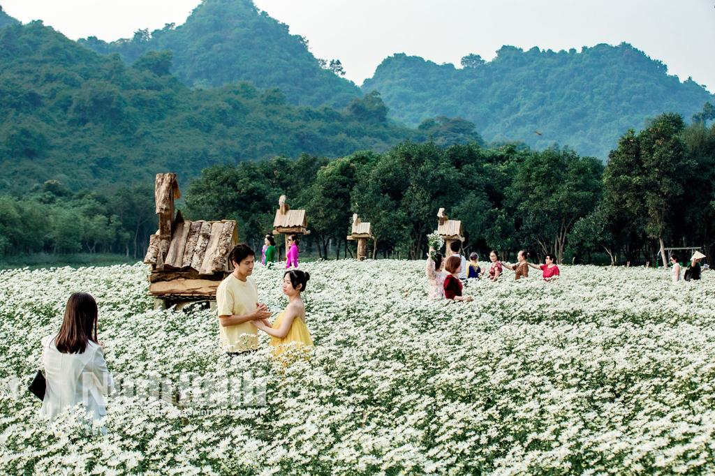 Xao xuyến mùa cúc họa mi