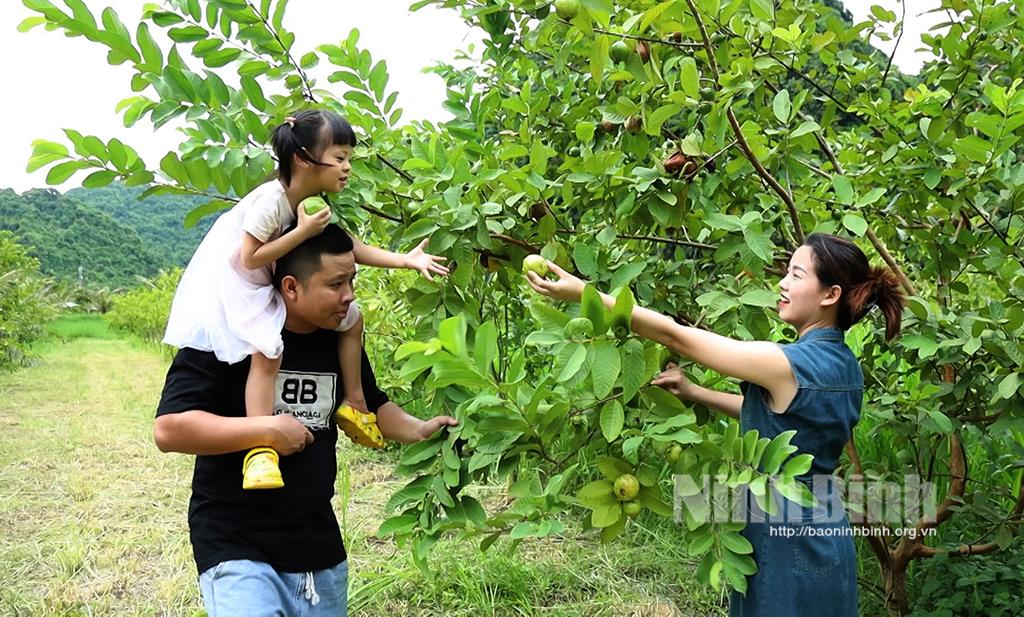 [Video] Mùa ổi chín ở Quèn Thờ