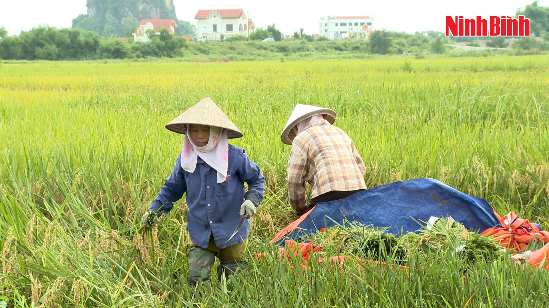 [Video] Gia Viễn khẩn trương gặt lúa tránh lũ