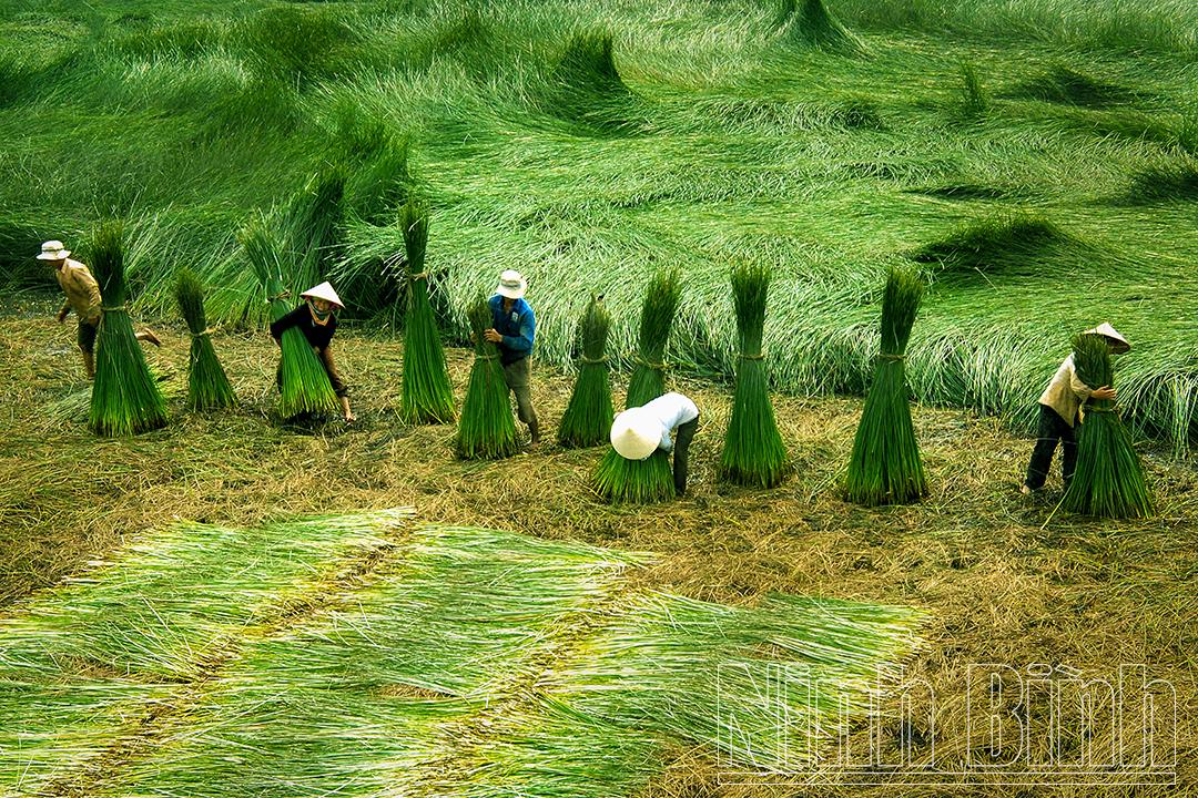 Nghề cói ở Kim Sơn