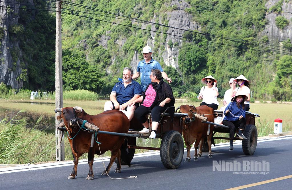 Khách du lịch trải nghiệm không gian làng quê bằng xe bò tại xã Ninh Hải (Hoa Lư). Ảnh: Hoàng Hiệp