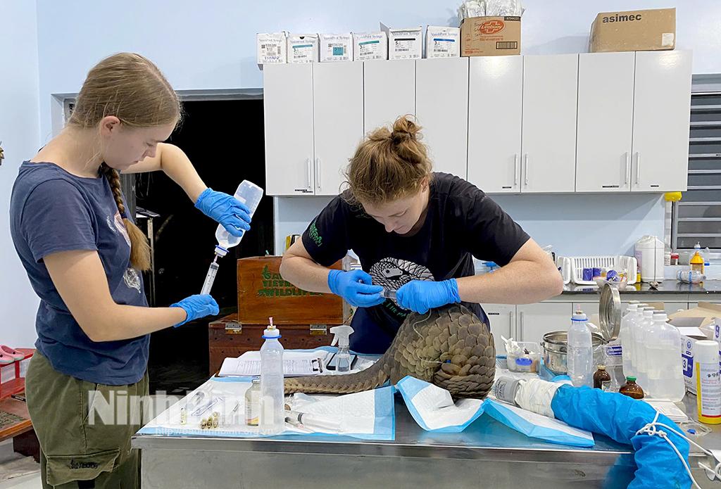 Chuyên gia Trung tâm bảo tồn động vật hoang dã tại Việt Nam (SVW) tích cực chăm sóc những cá thể tê tê có thể trạng yếu ớt. Ảnh: VQG Cúc Phương