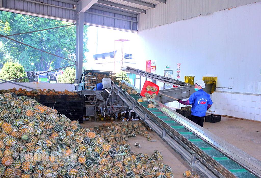 Quy trình chế biến dứa tại Công ty cổ phần thực phẩm xuất khẩu Đồng Giao (thành phố Tam Điệp). Ảnh: Anh Tuấn