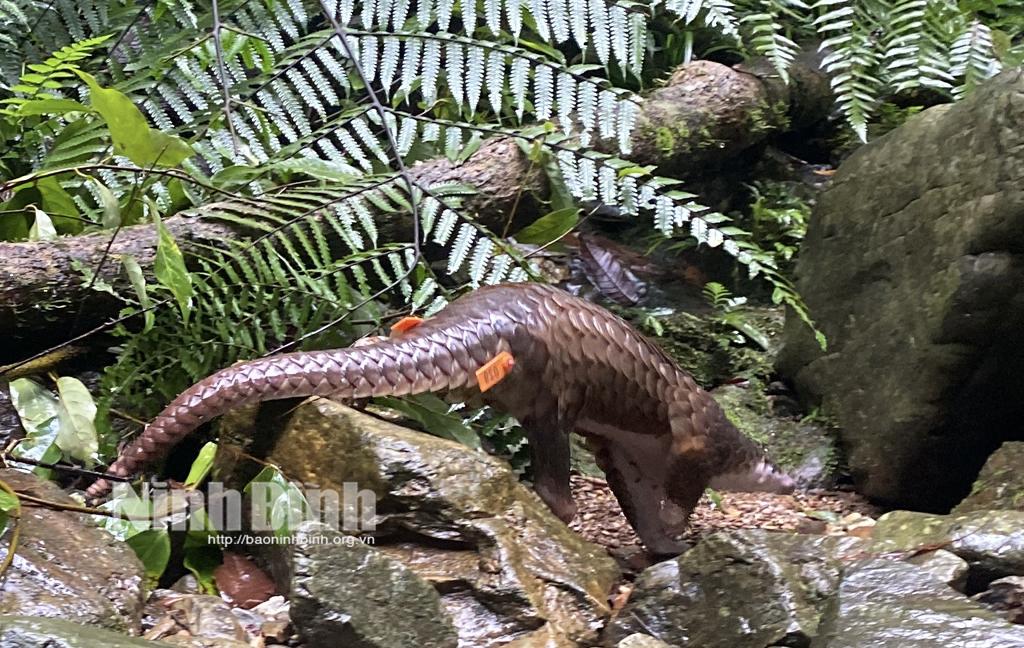 Điểm tái thả Tê tê Java phù hợp với khả năng sinh tồn (tự kiếm ăn và phòng vệ).