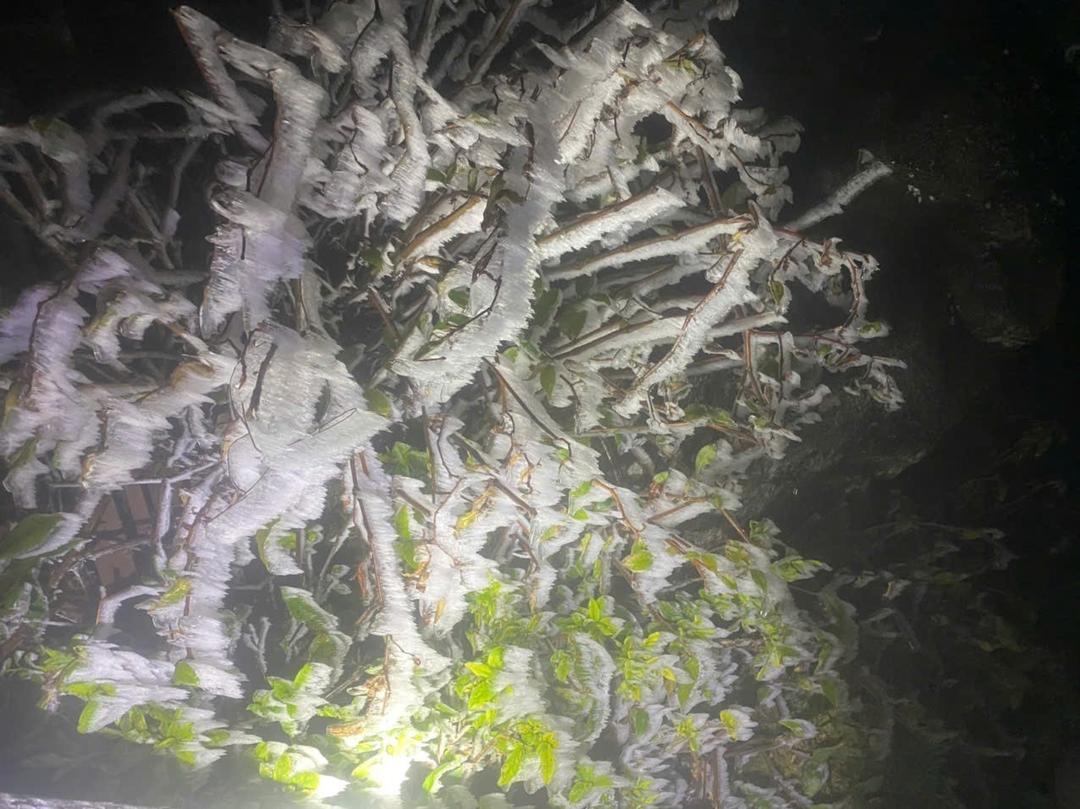 Băng giá phủ trắng từng ngọn cây trên đỉnh Fansipan.