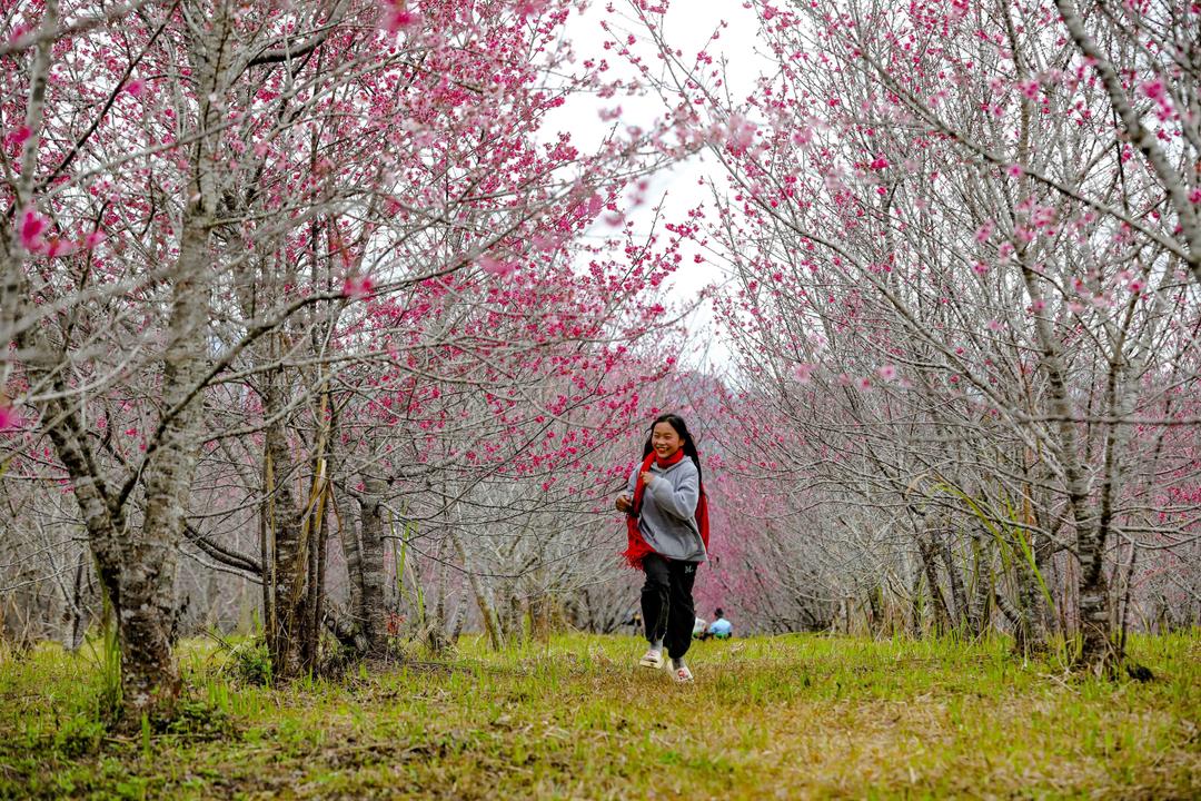 Rực rỡ sắc hoa Anh Đào tại Pá Khoang, thành phố Điện Biên Phủ.