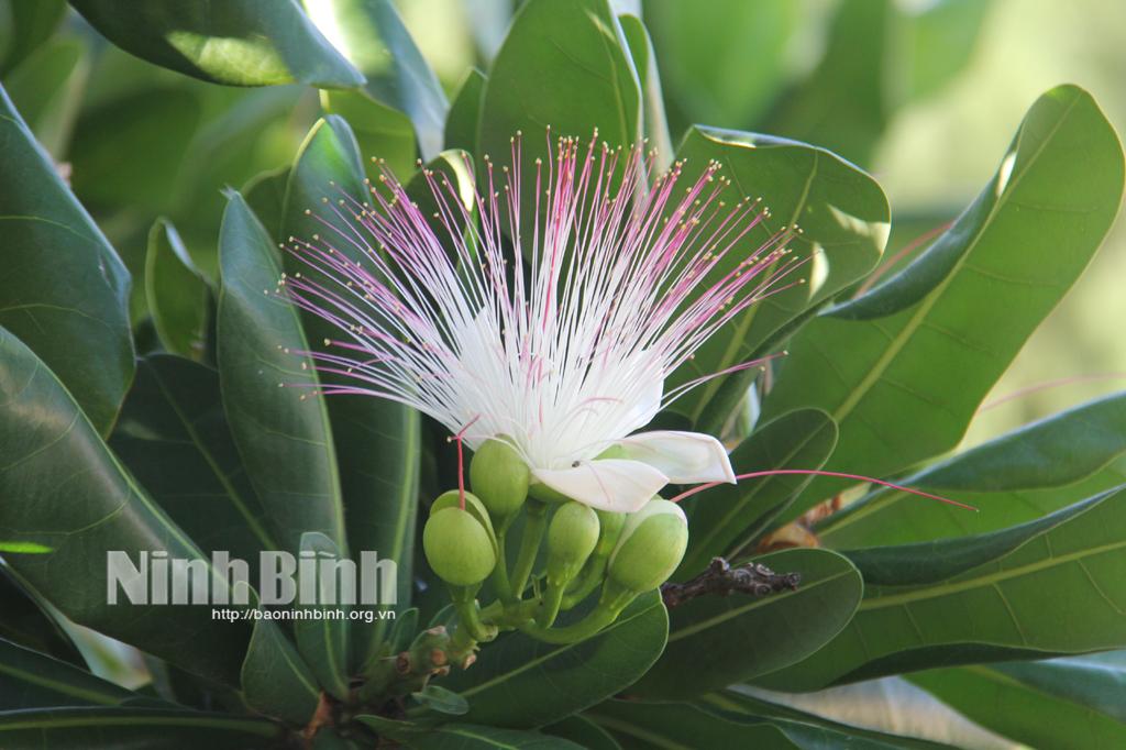 Hoa bàng vuông - loài hoa đặc trưng ở Quần đảo Trường Sa.