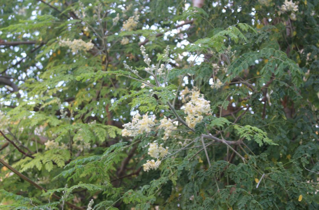 Cây chùm ngây nở hoa ở Quần đảo Trường Sa.