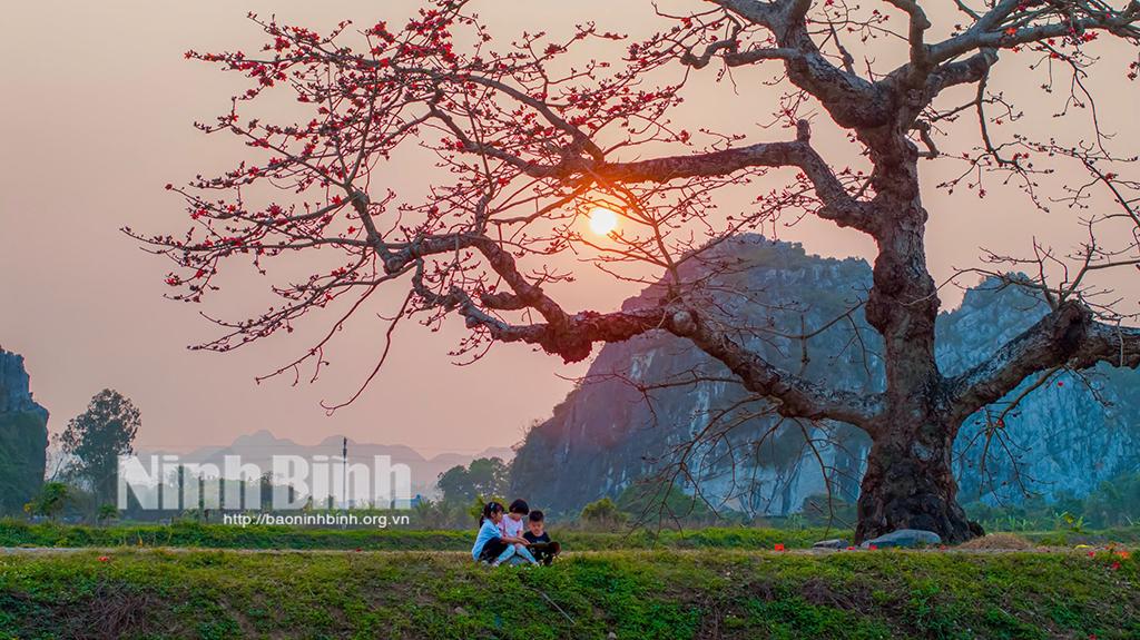Cây gạo xã Yên Mỹ, huyện Yên Mô nằm trên triền đê uốn lượn bên dòng sông êm đềm.