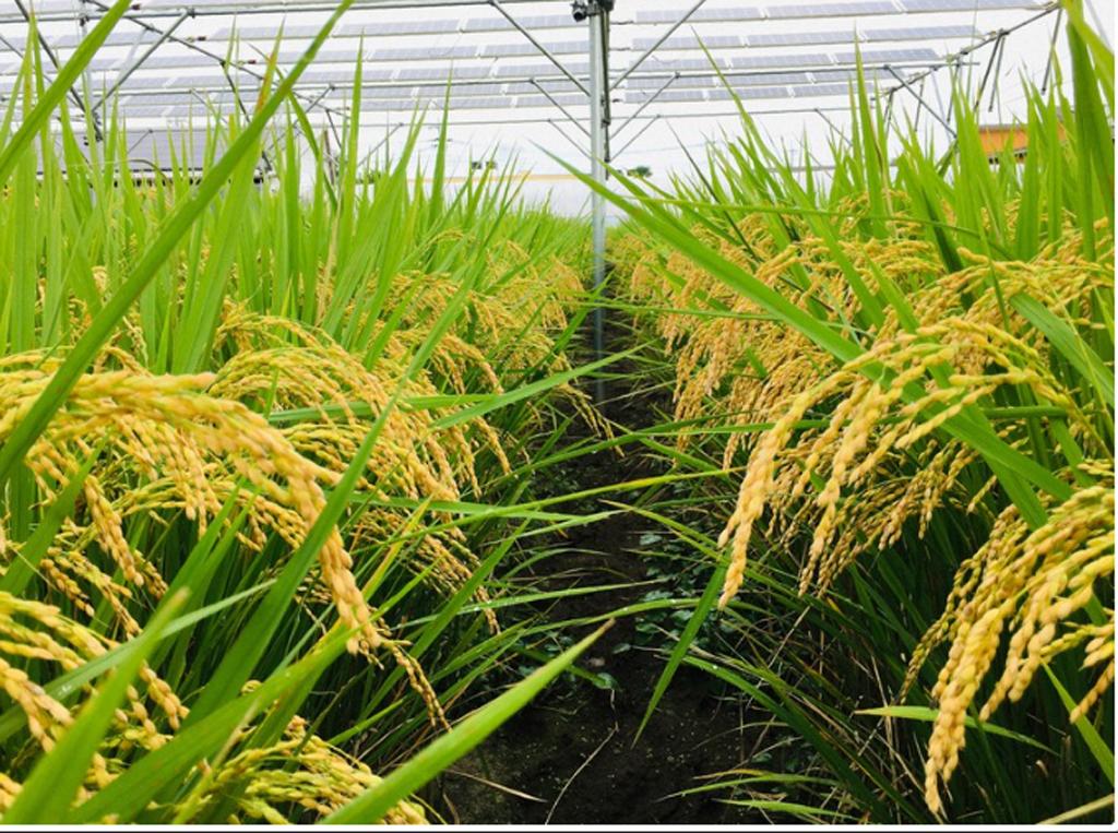 Cánh đồng lúa thí nghiệm sử dụng pin Mặt Trời lắp trên ruộng lúa của nhóm nghiên cứu trường Đại học Tokyo.