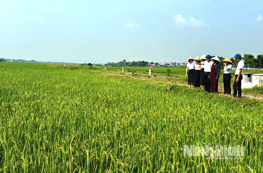 Cánh đồng Chằm, xã Khánh Cư (Yên Khánh)-nơi Bác Hồ về thăm, chỉ đạo chống hạn tháng 3/1959. Ảnh: Huy Hoàng