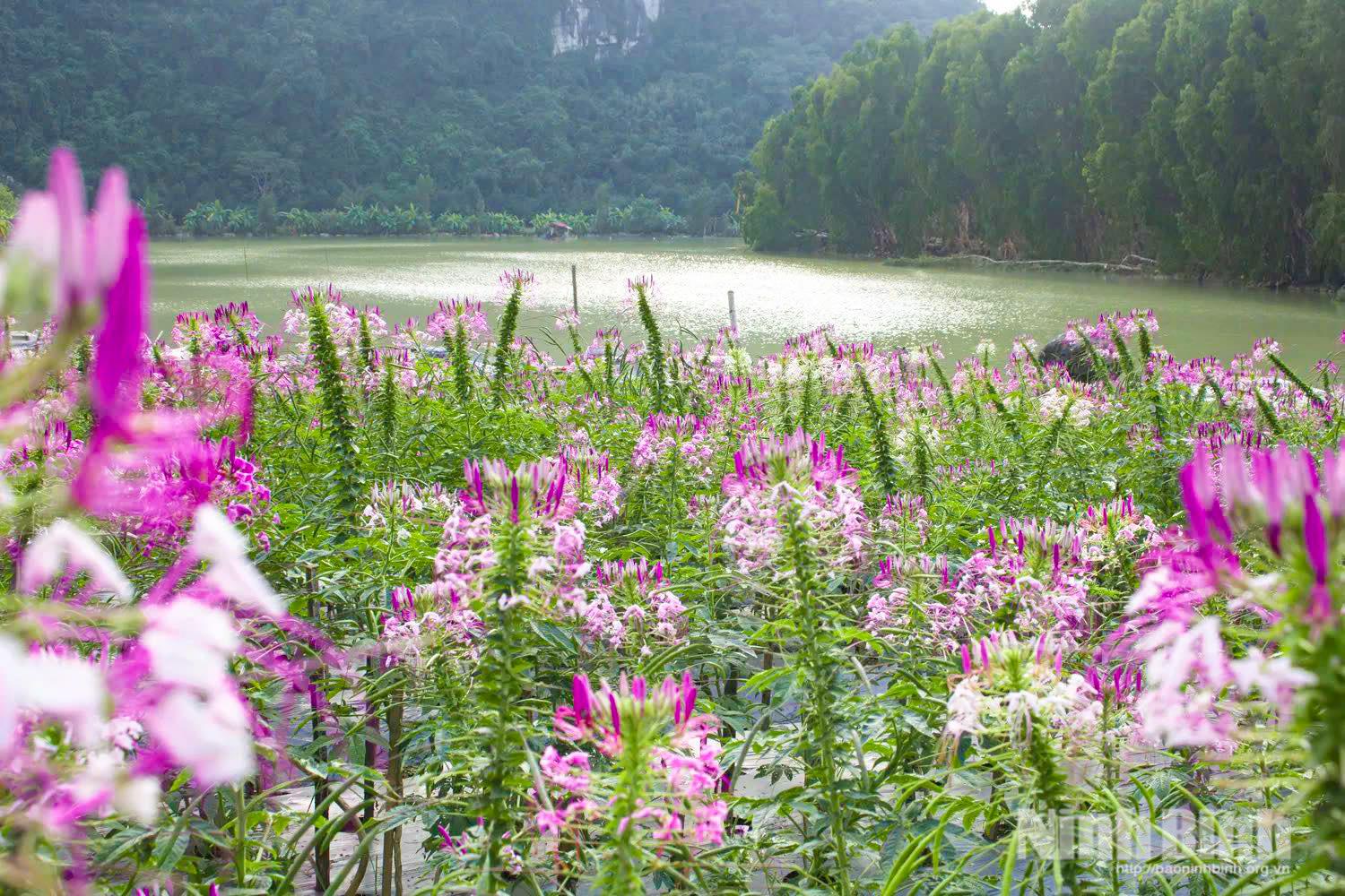 Sắc tím của hoa Túy điệp nở rộ tại vườn đền thuộc Khu du lịch sinh thái Thung Nham.