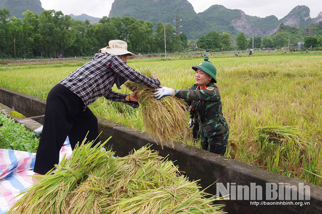 Chiến sĩ Ban Chỉ huy Phòng thủ khu vực 1 - Phù Vân giúp người dân xã Tân Thanh gặt lúa chạy bão số 10 (Bualoi). Ảnh: Phương Dung