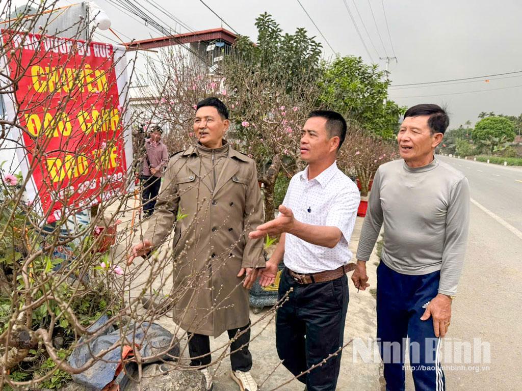 Đào Ba Sao được nhiều khách lựa chọn tìm mua chưng bày dịp cuối năm.