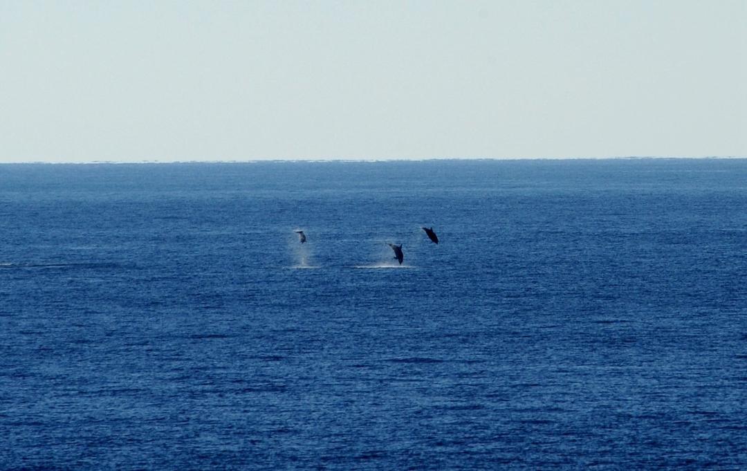 (Tư liệu) Cá heo tại vùng biển ở phía Bắc Ấn Độ Dương. Ảnh: THX/TTXVN