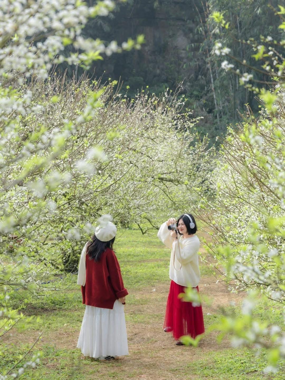 Du khách chụp ảnh tại vườn hoa mận Mộc Châu.