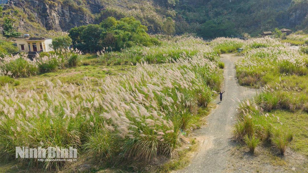 Những vạt lau trắng mọc hai bên đường tạo nên khung cảnh yên bình, nên thơ.