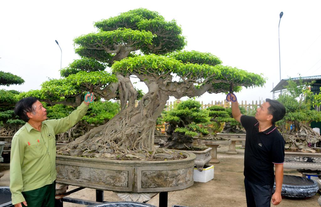 Thêm "sân chơi" cho người yêu cây cảnh nghệ thuật