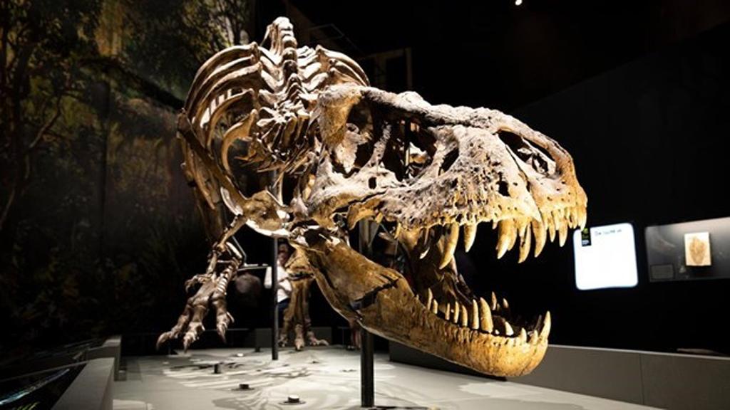 Phát hiện nhiều hóa thạch khủng long quý hiếm ở Trung Quốc