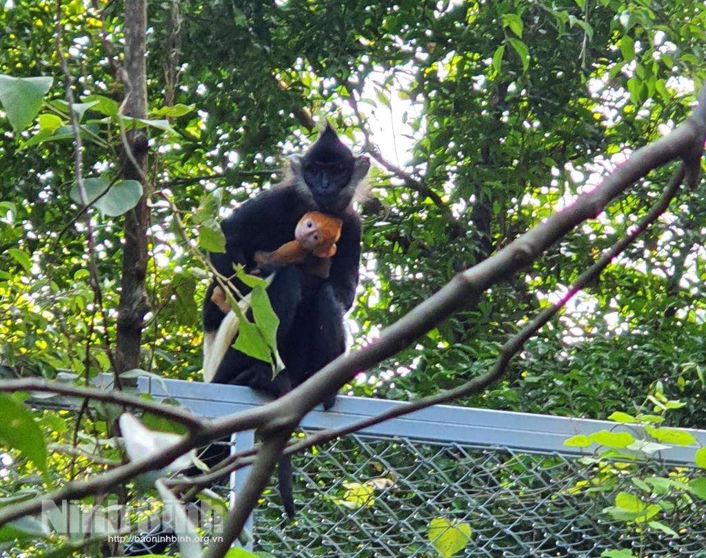 Voọc mông trắng sinh sản cá thể đầu tiên tại Quần thể danh thắng Tràng An