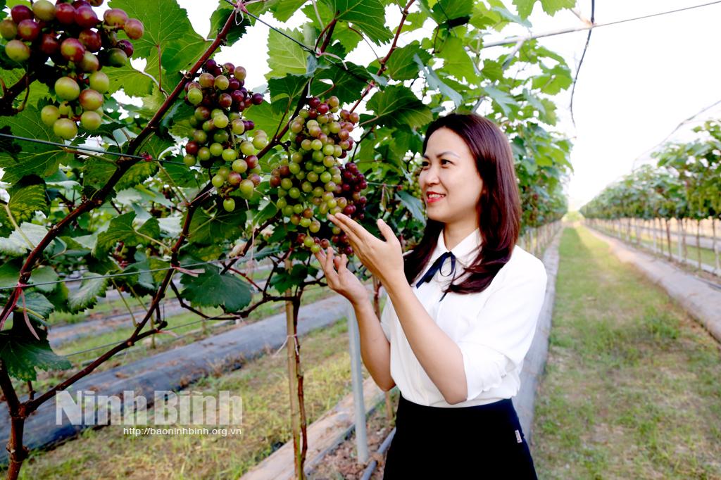 Vườn nho Hạ đen - điểm check in hút khách