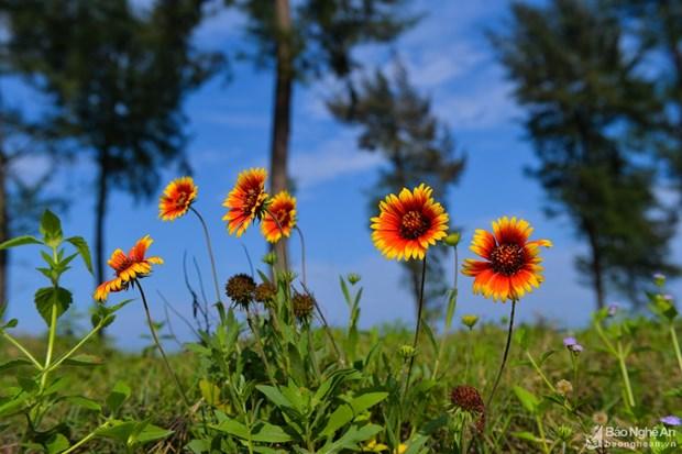 Cửa Lò: Nhiều cánh đồng hoa cúc biển nở rực rỡ thu hút du khách