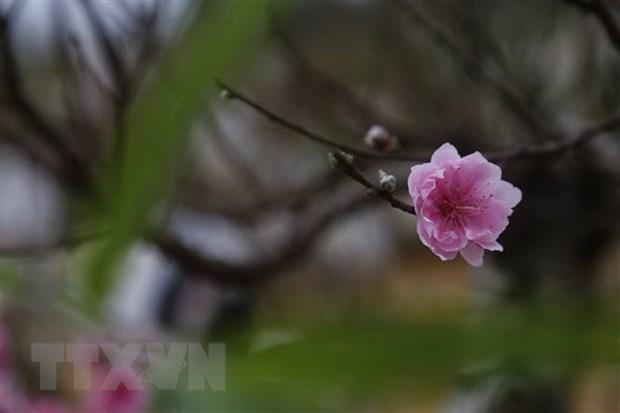 Khu vực Bắc Bộ rét đậm, vùng núi rét hại, có mưa vài nơi