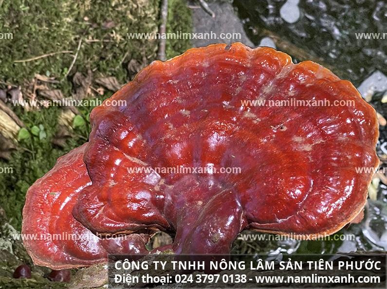Nấm lim xanh chữa trị ung thư và cách dùng nấm lim xanh tránh tác dụng phụ