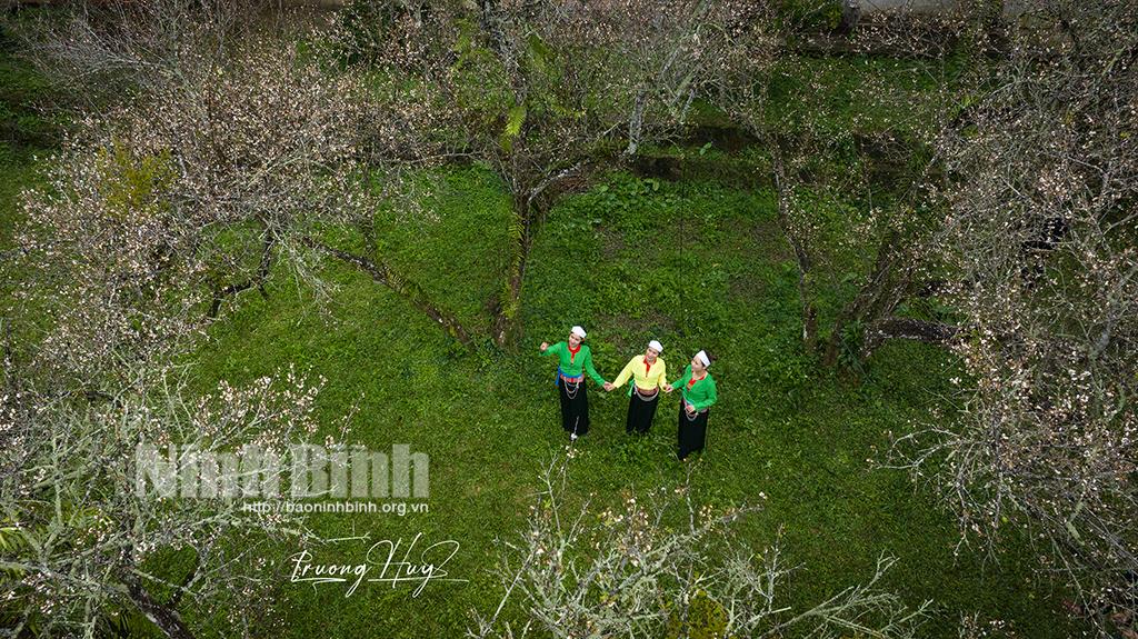 Say sắc hoa mơ giữa đại ngàn Cúc Phương