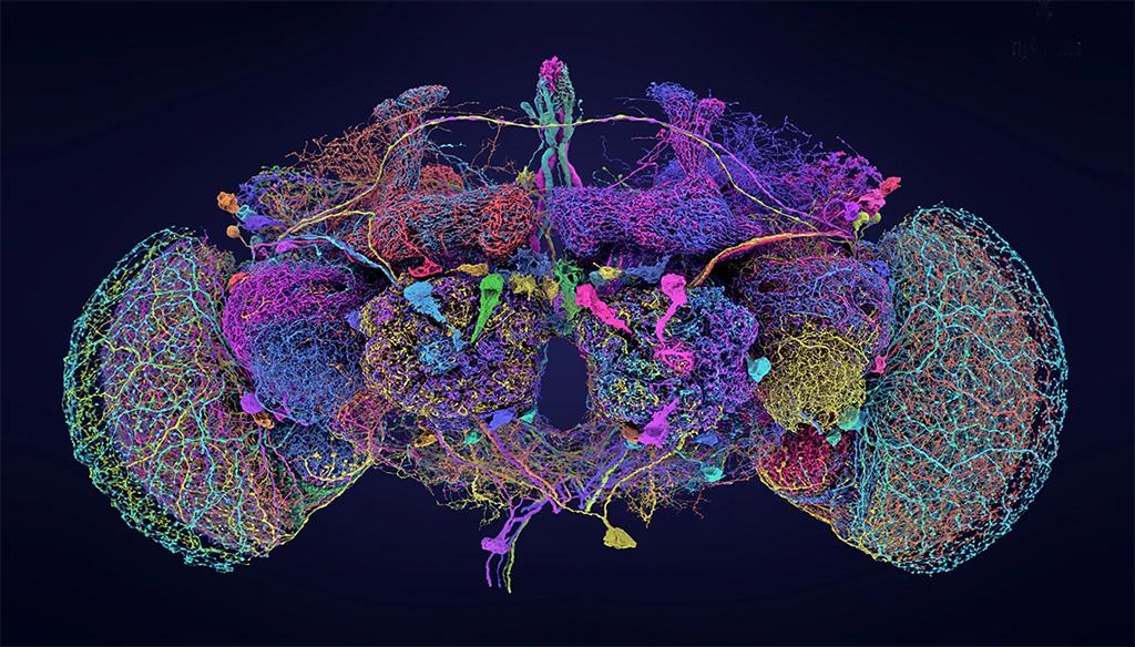Bản đồ não bộ - cột mốc quan trọng trong nghiên cứu sinh học thần kinh