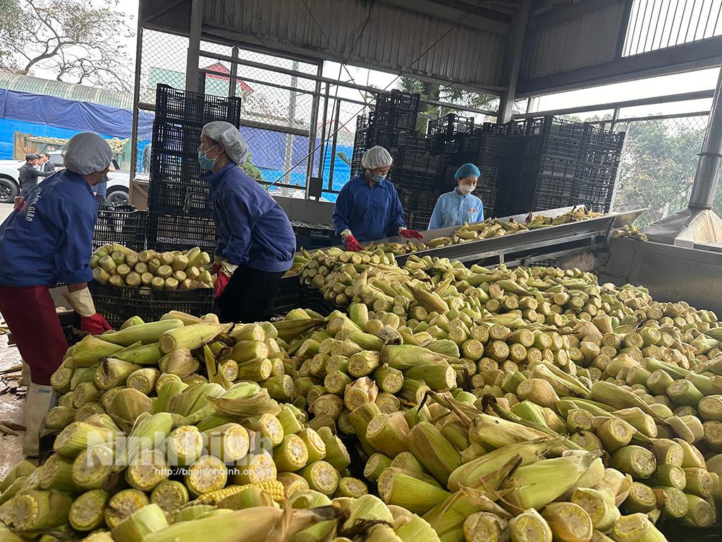 Xuất, nhập khẩu - Những tín hiệu phục hồi rõ nét